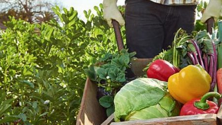 Avantaje si dezavantaje pentru agricultura conventionala