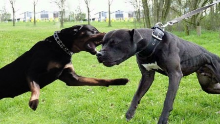 Este mai periculos un Rottweiler decat un Pitbull?
